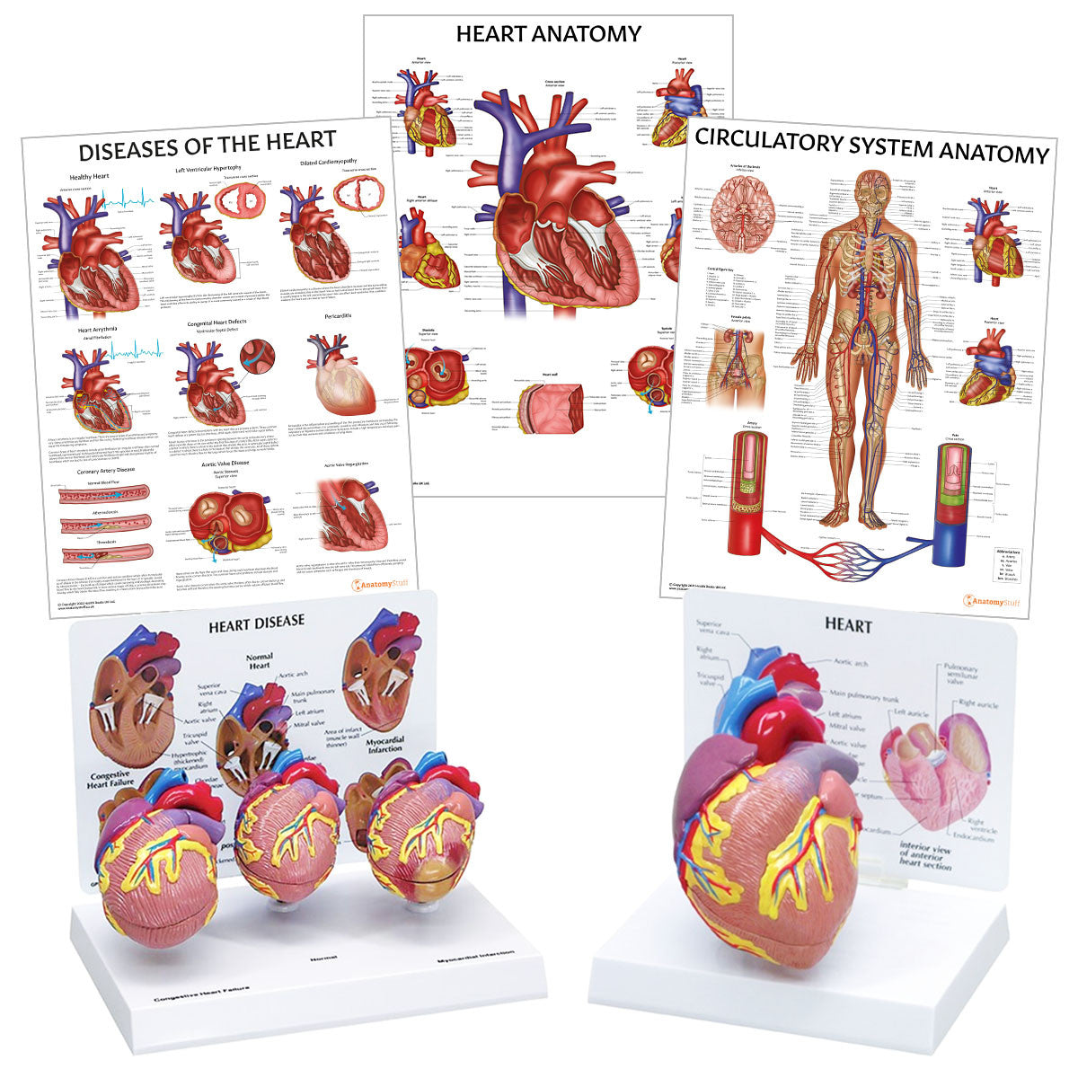 Heart Anatomy & Pathology Collection Bundle Image