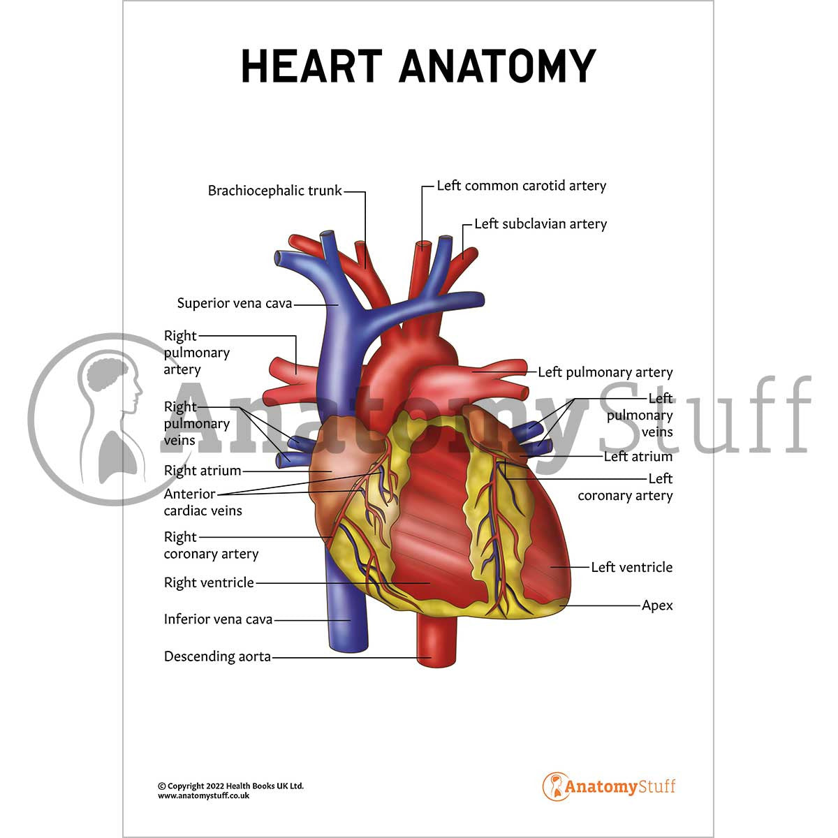 Heart  Anatomy Poster / Worksheet - Digital Download