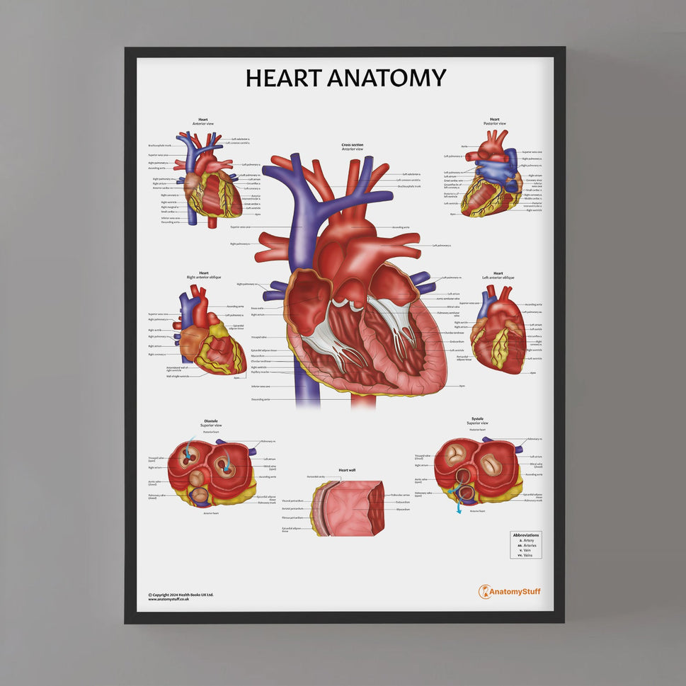 Heart Anatomy Chart / Poster