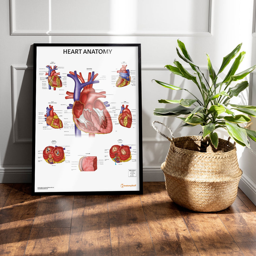 Heart Anatomy Chart / Poster