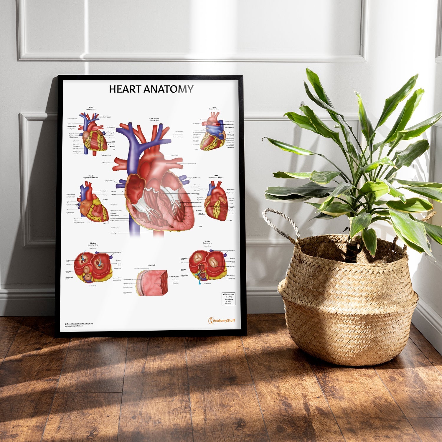 Heart Anatomy Chart / Poster - Part of Collection