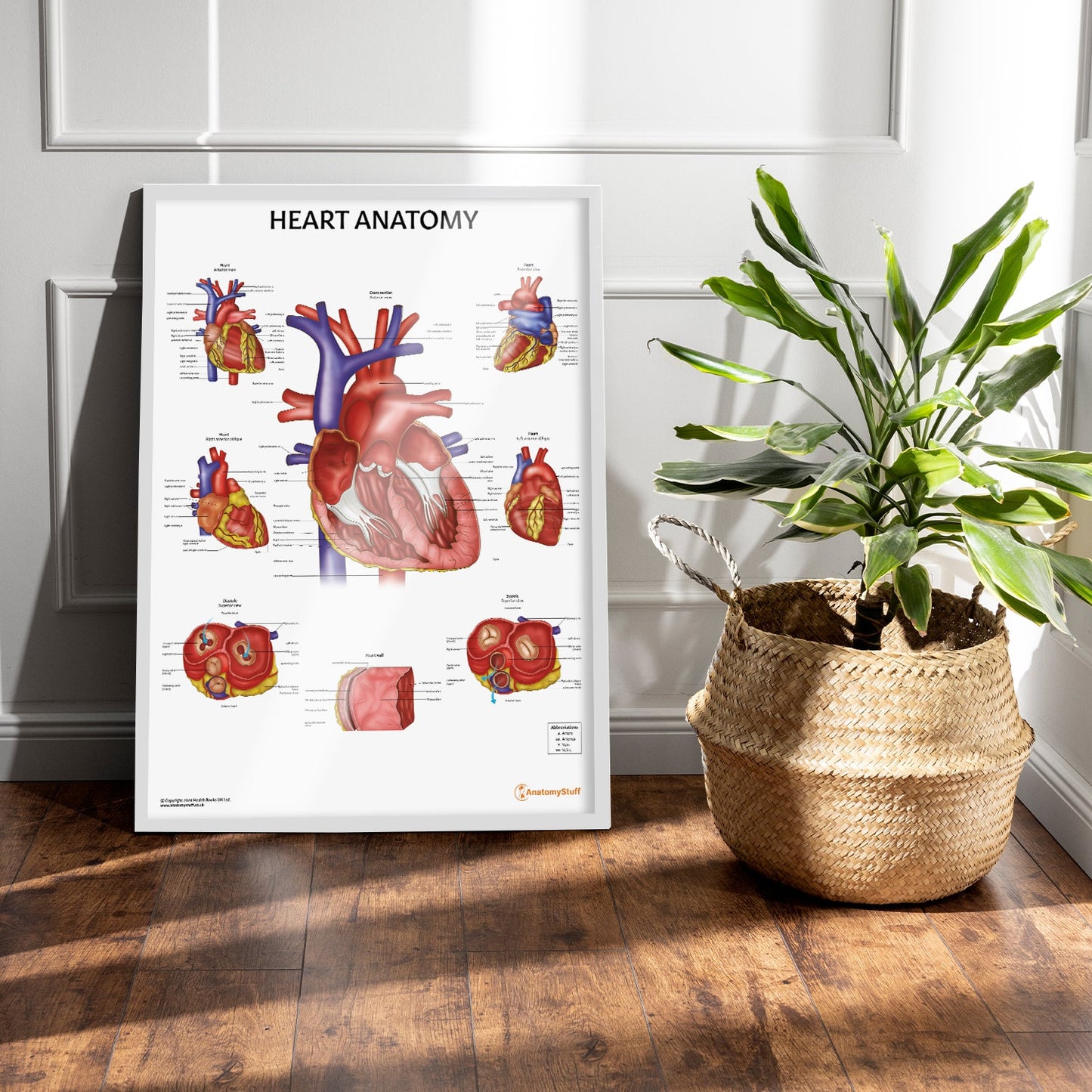 Heart Anatomy Chart / Poster