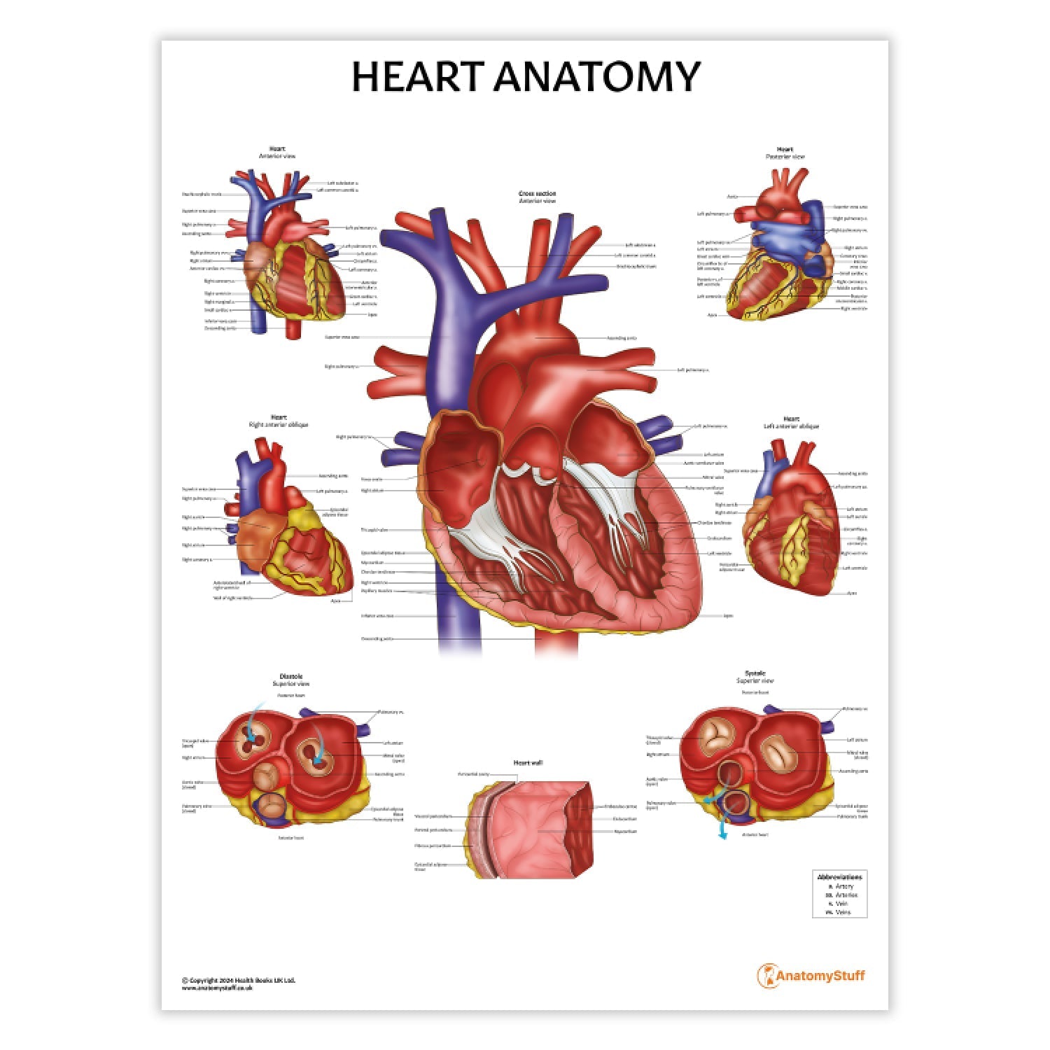 Heart Anatomy Chart / Poster - Part of Collection