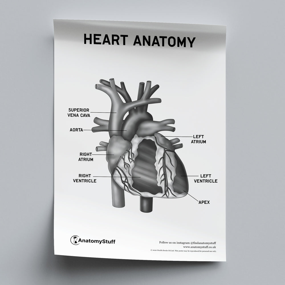 Heart Anatomy Poster PDF