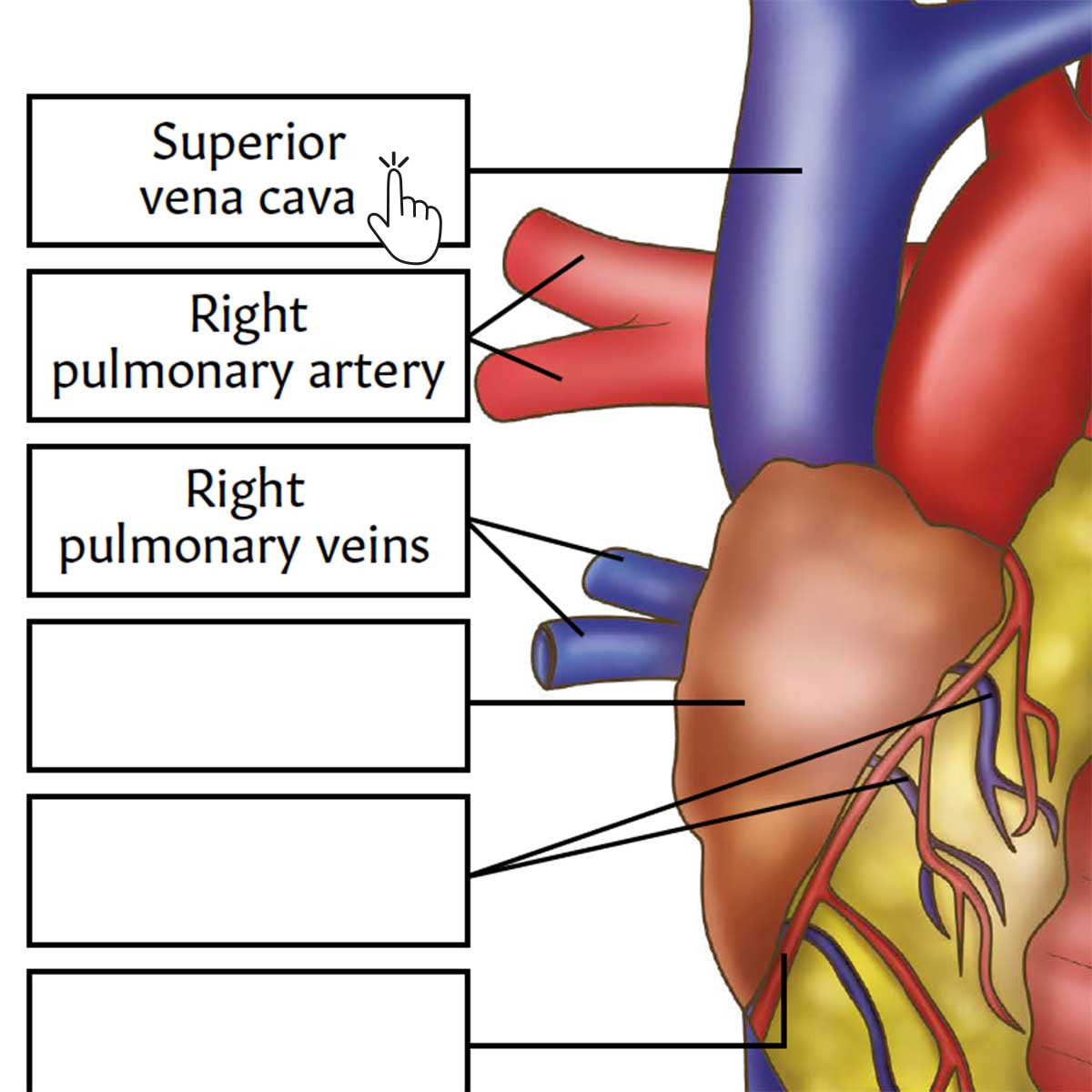 Heart Anatomy Poster / Worksheet (Interactive & Printable PDF)