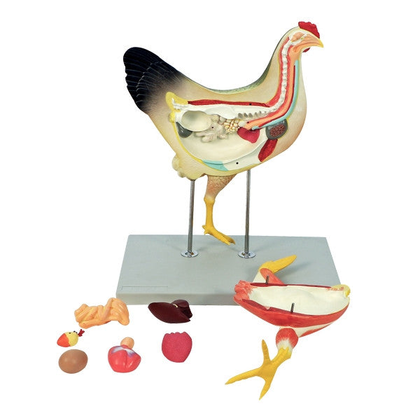 Chicken Model (8 Part)