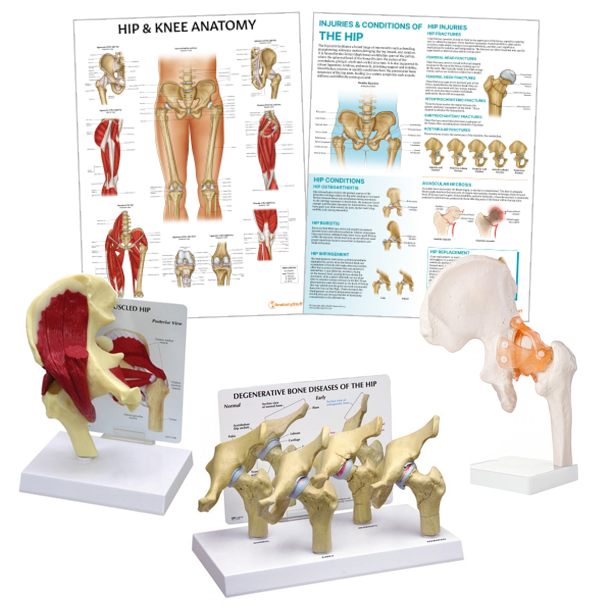 Hip Anatomy & Pathology Collection