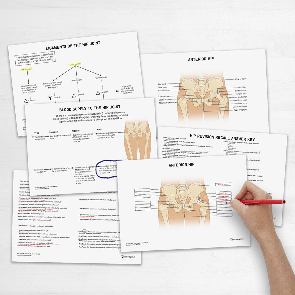 Hip Anatomy Revision Worksheets (Interactive & Printable PDFs)