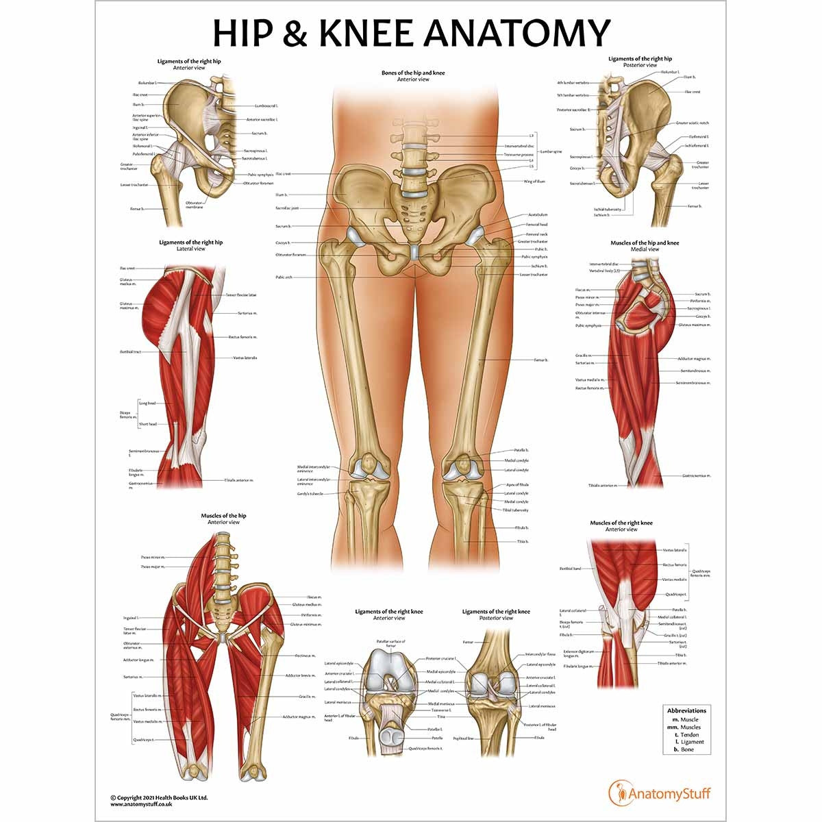 Lower Limb Patient Education Collection