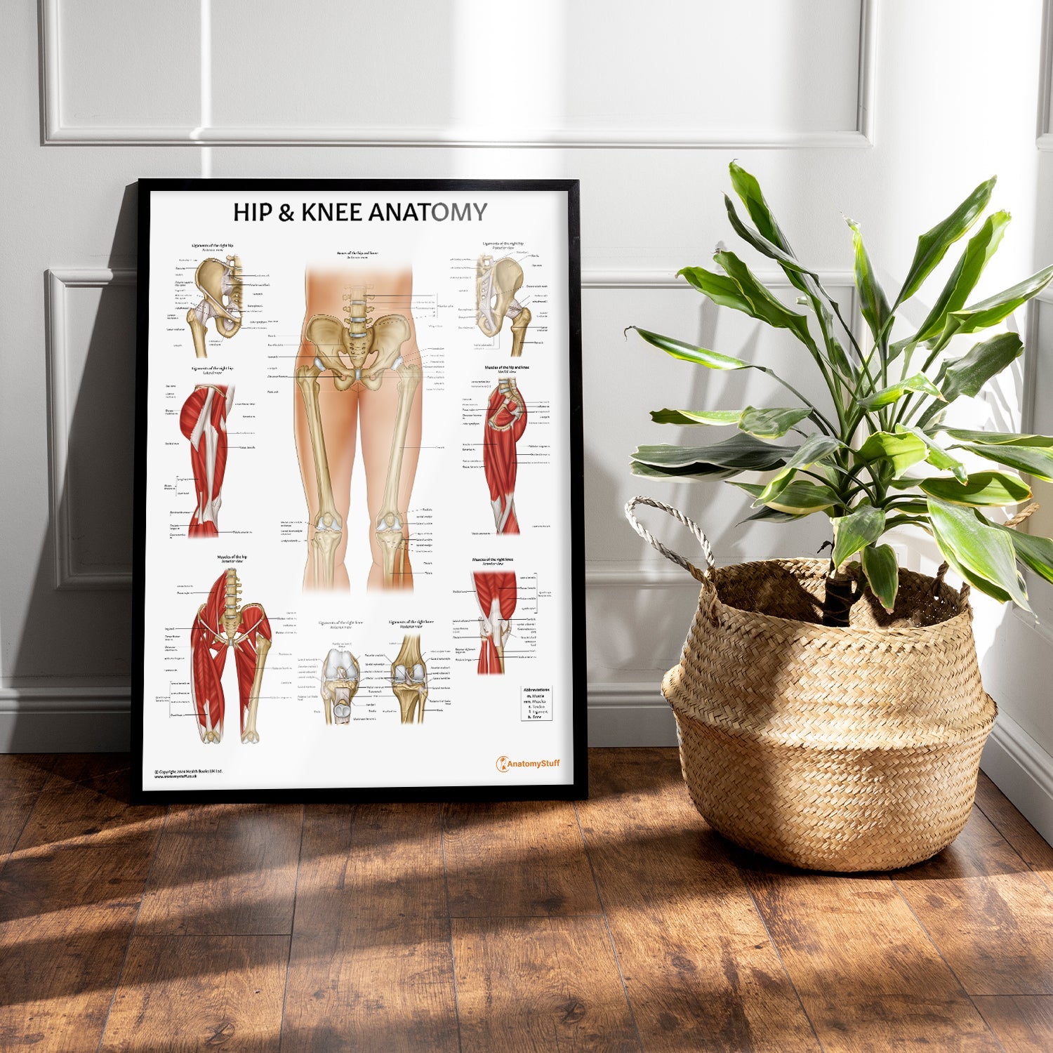 Hip & Knee Anatomy Chart / Poster - Part of Collection