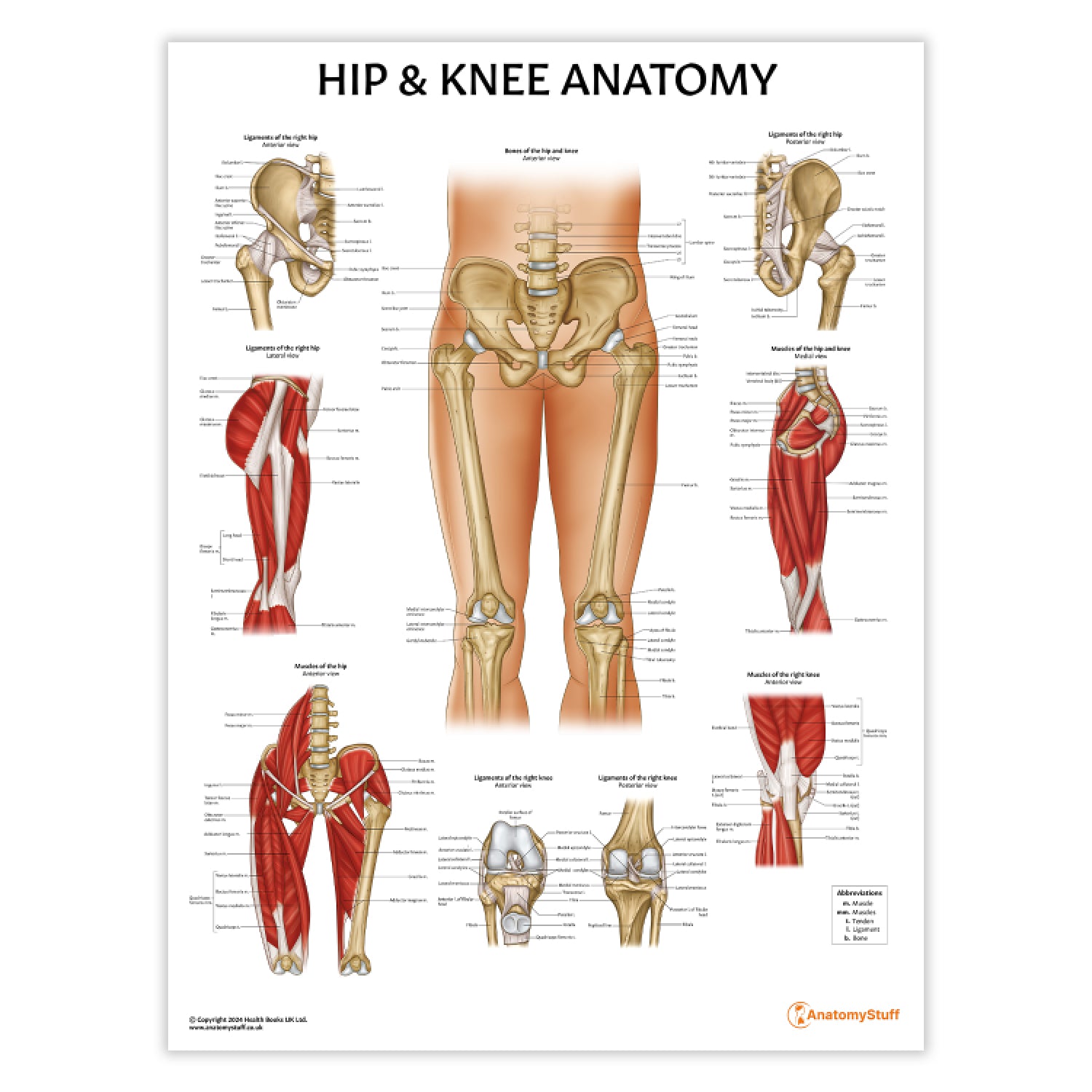 Hip Anatomy & Pathology Collection
