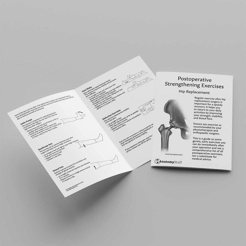 Hip Replacement Exercises Leaflet (Printable PDF)