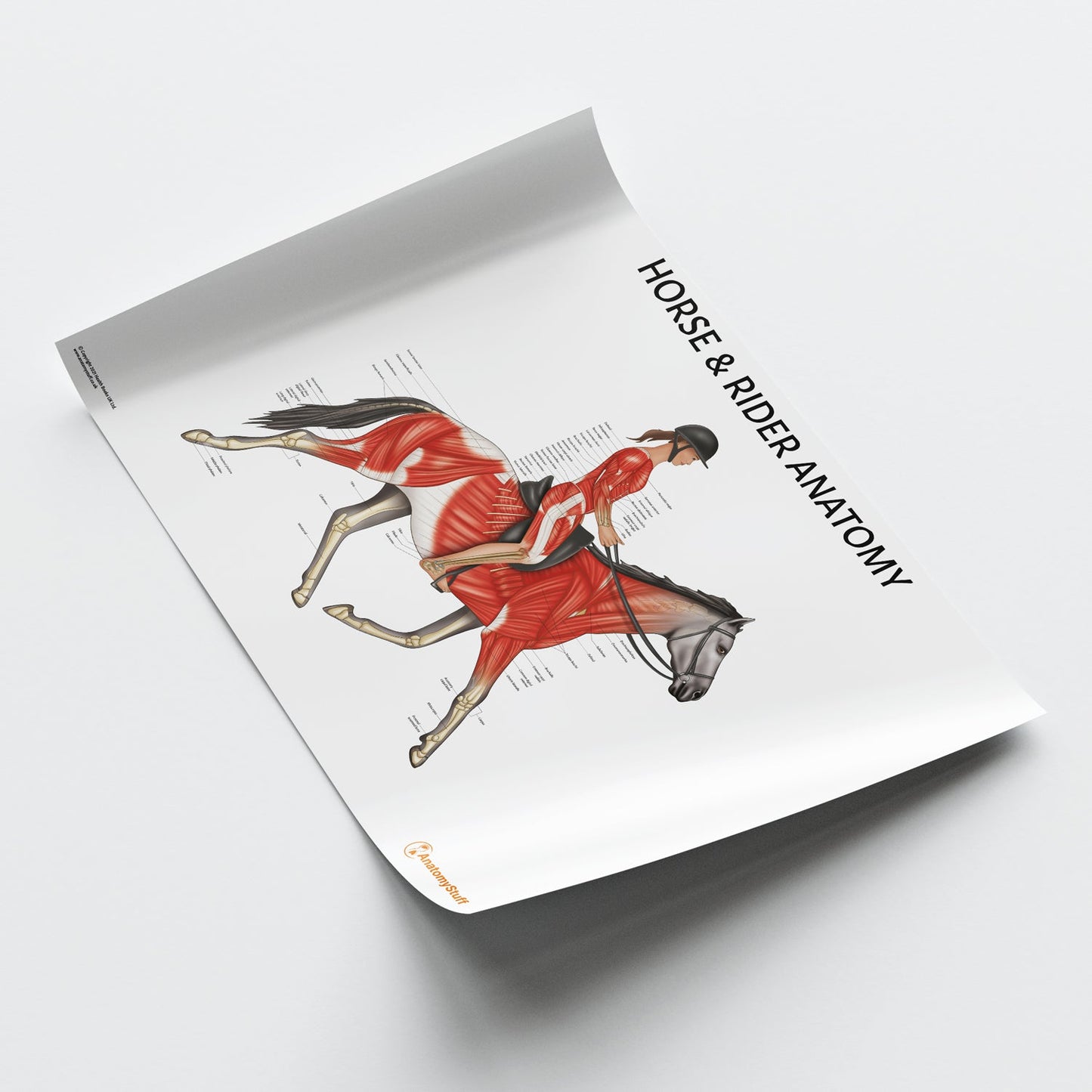 Horse Rider Chart / Poster