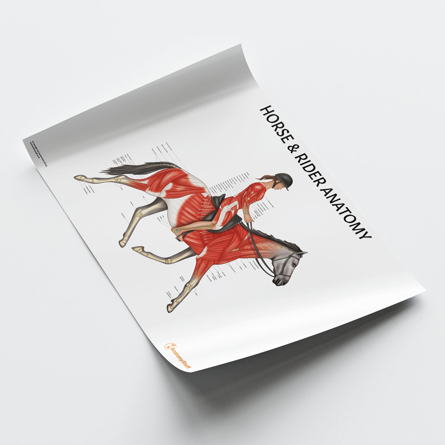 Horse Rider Chart / Poster