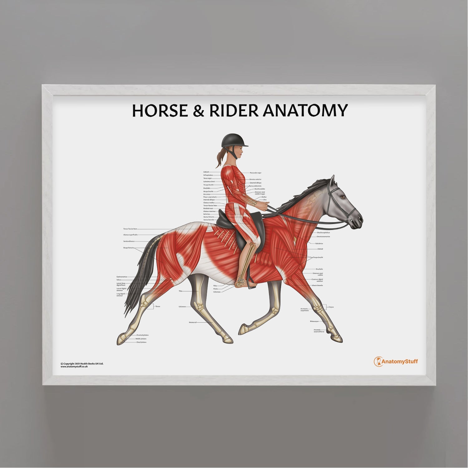 Horse Rider Chart / Poster