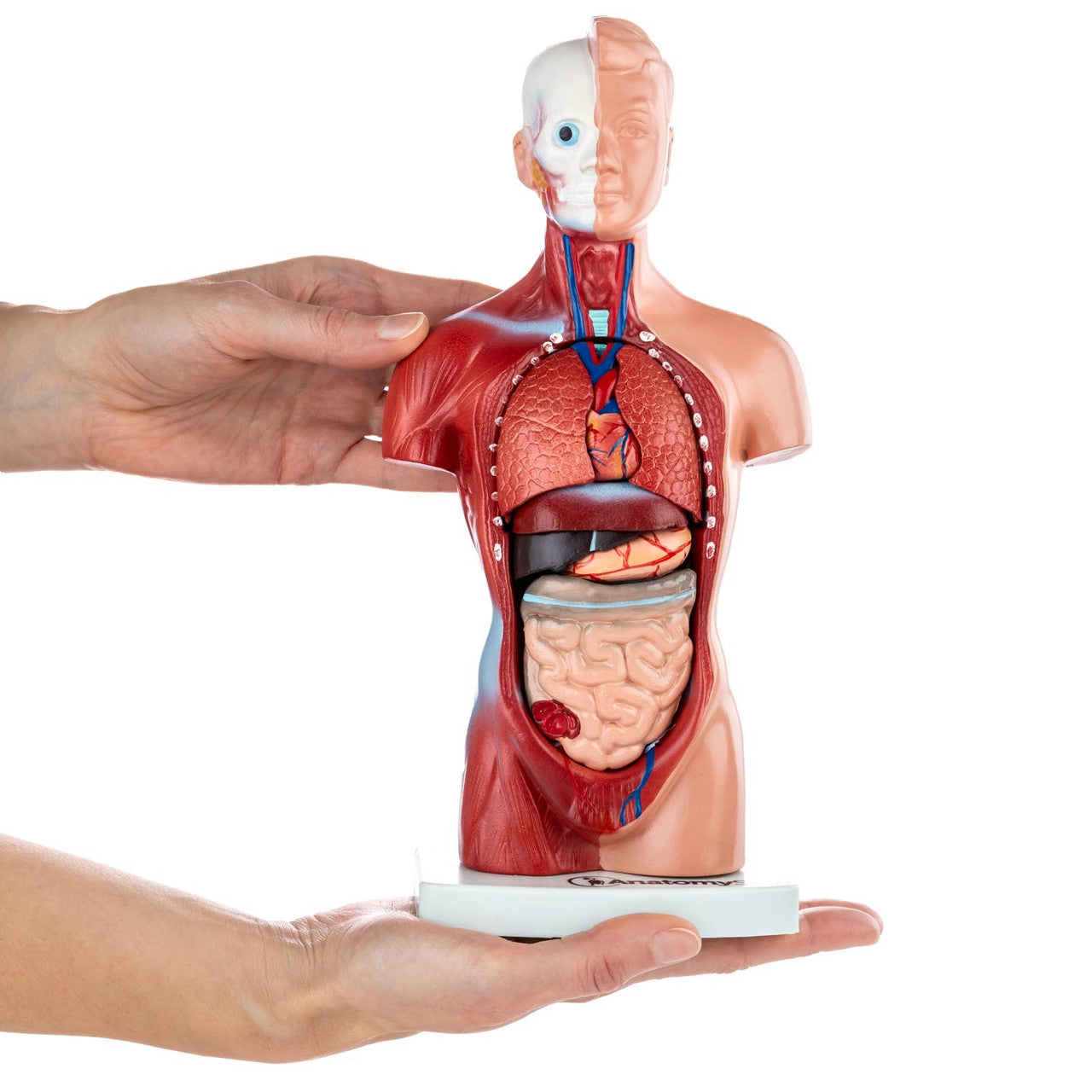 Budget Mini Torso Model (15 part)