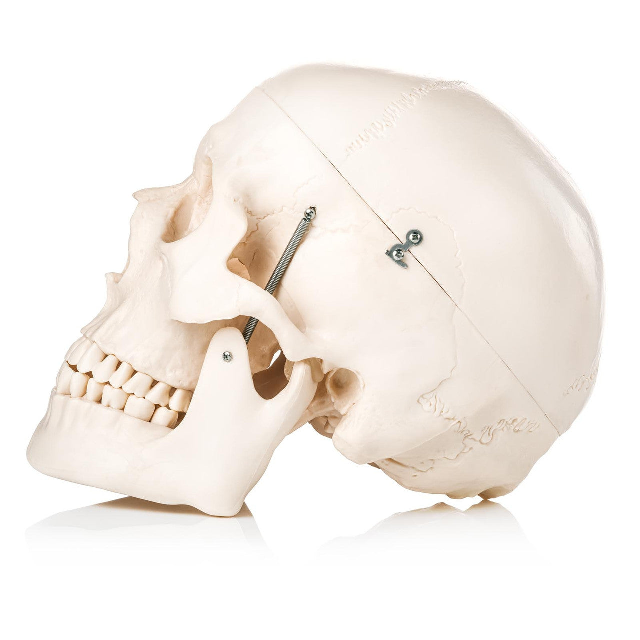 Lateral view of the human skull model