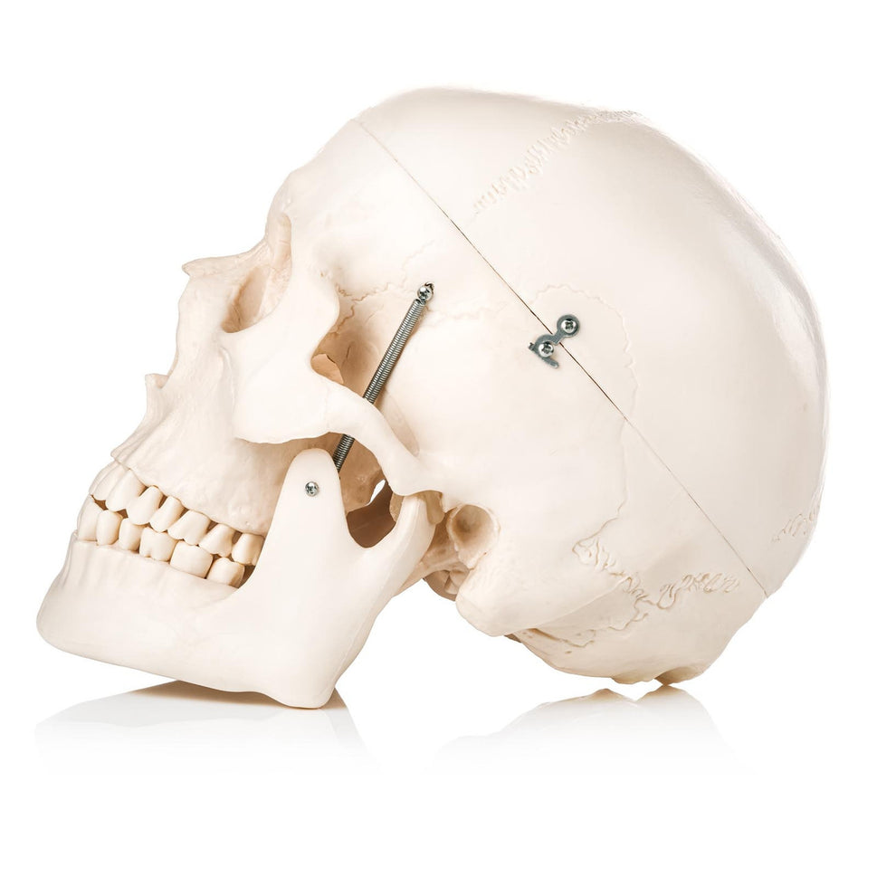 Human Skull Model (3 Part)