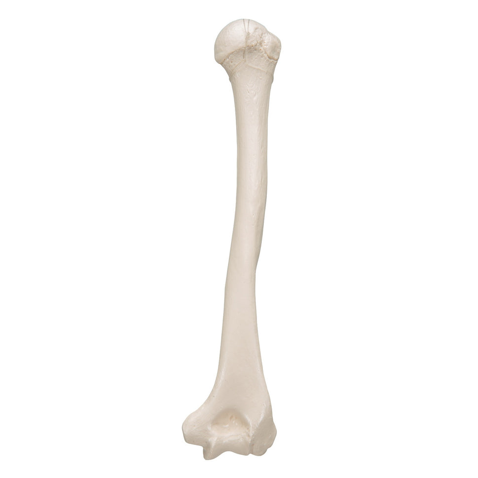 Humerus Bone Model 3B