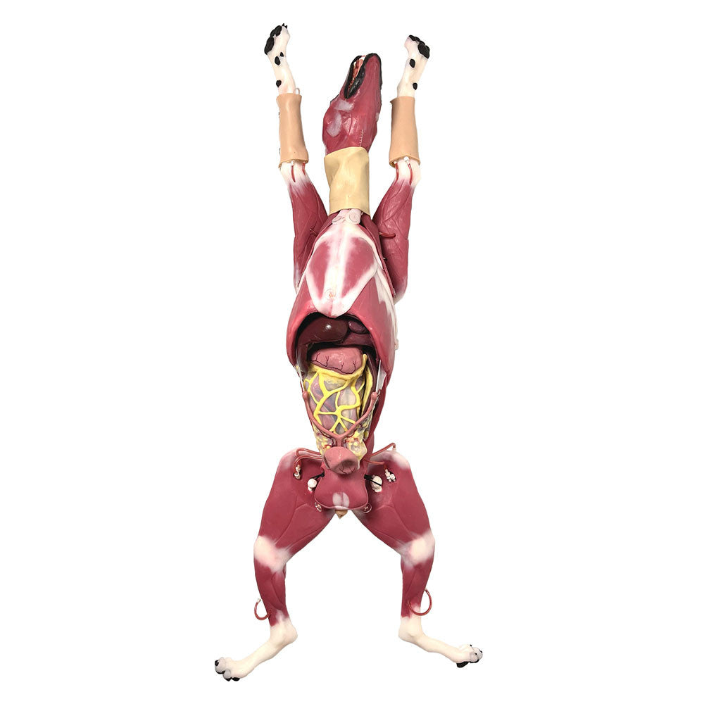 Syndaver Hybrid Surgical Canine Simulator