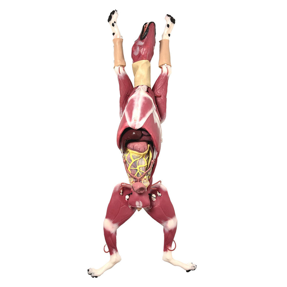 Hybrid Surgical Canine Simulator