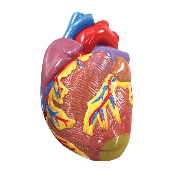 Hypertension Model Set
