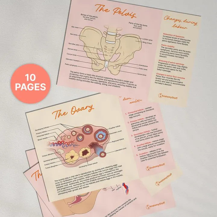 Midwifery Anatomy Revision Bundle (Printable PDFs)