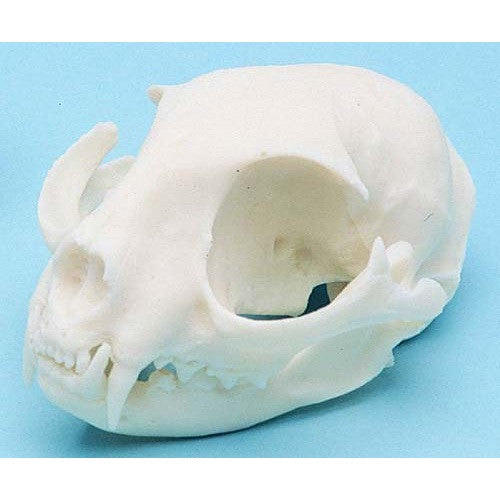 Cat Skull Model