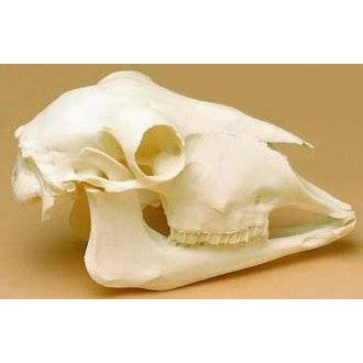 Sheep Skull Model