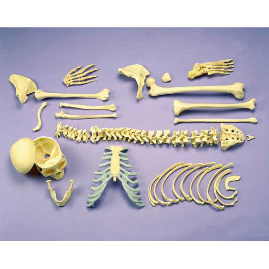 Disarticulated Female Skeleton Model with Skull (2 part)