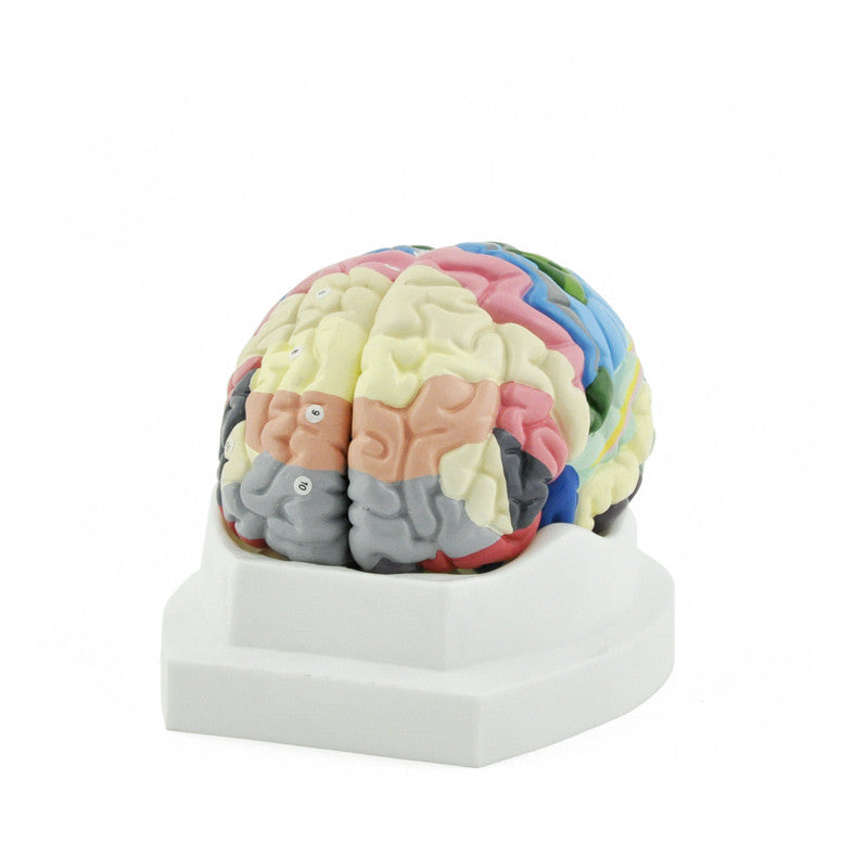 Anterior Colour coded brain model