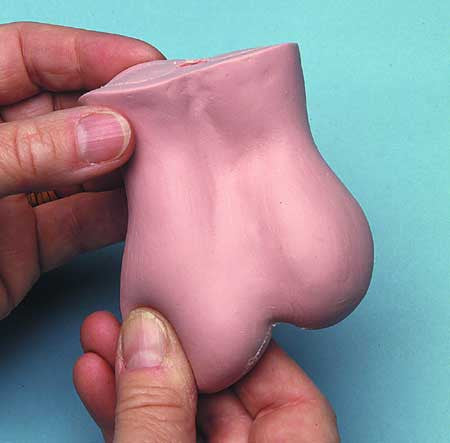 Testis Awareness Model (White)