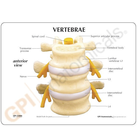 Basic Vertebrae Model
