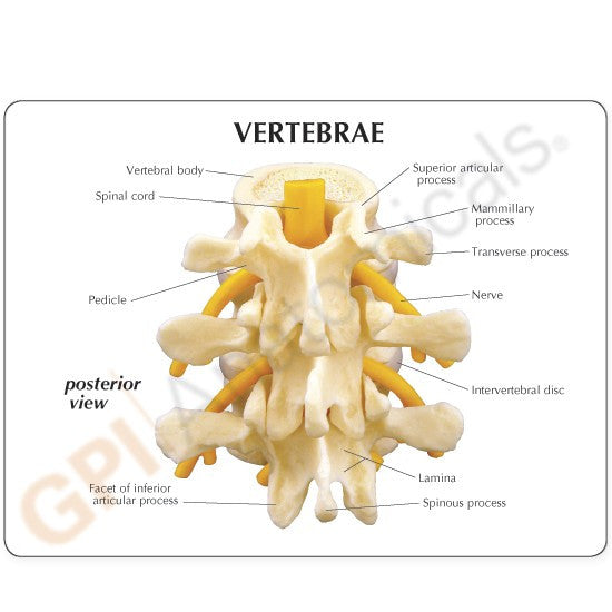 Basic Vertebrae Model