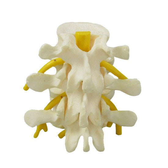 Basic Vertebrae Model