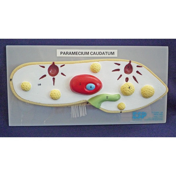 Paramecium Model