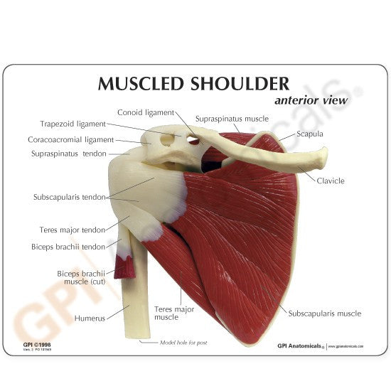 Include is a two-side patient education card with labelled anatomy