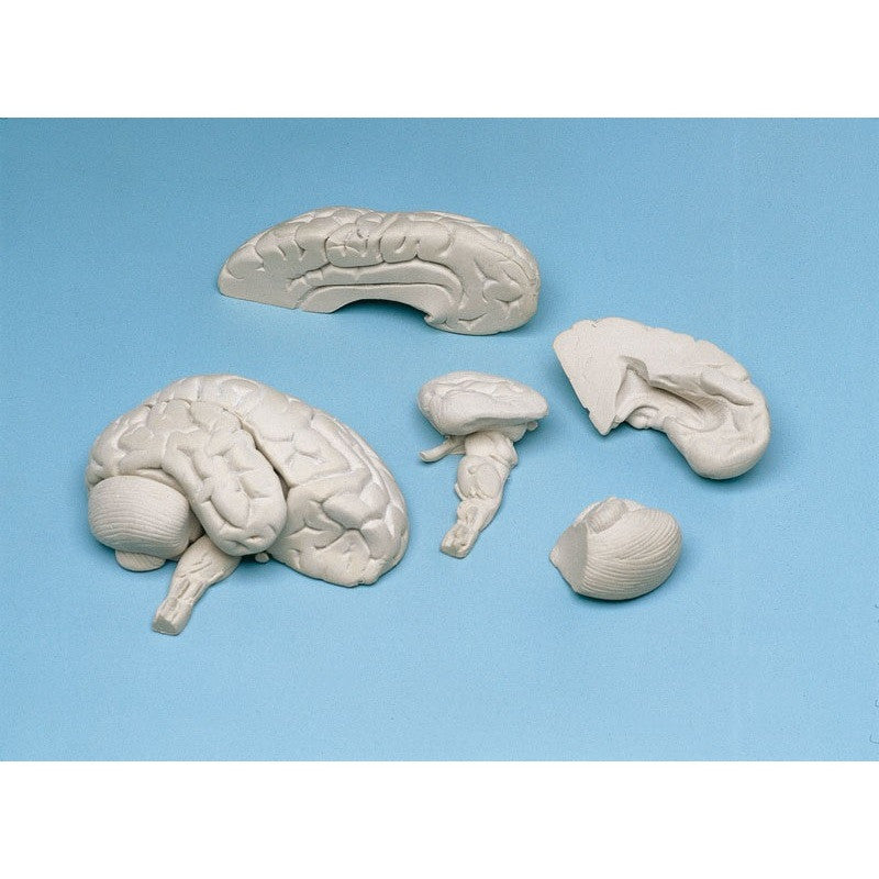 Soft Brain Model (8 part)