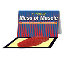 Mass Of Muscle Model (1 lb)