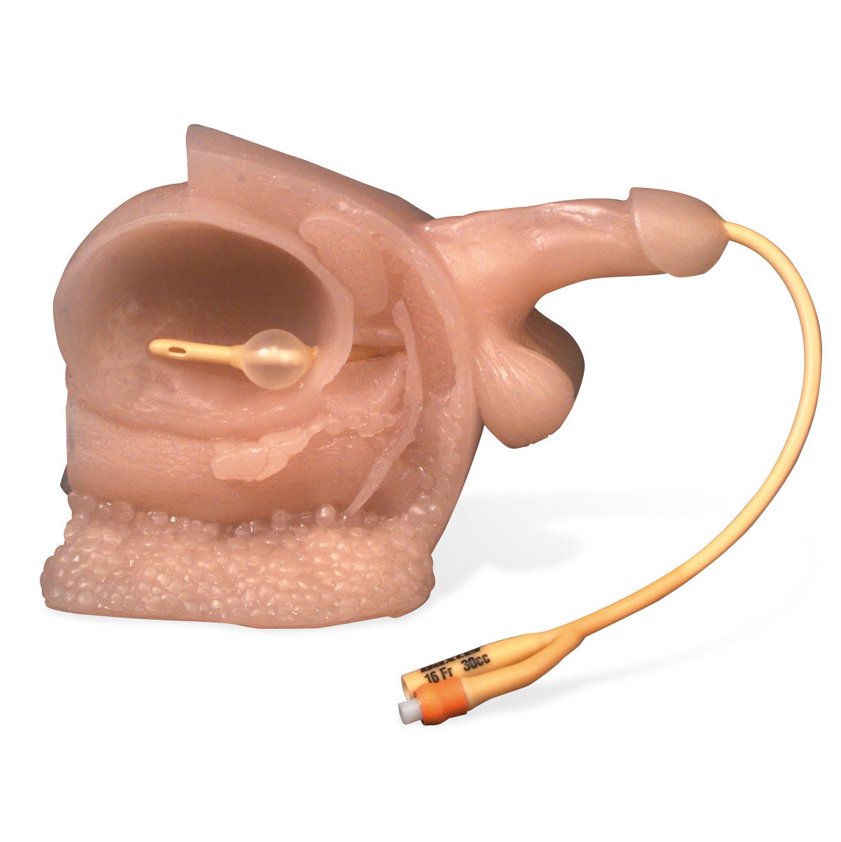 Male Catheter Training Model With Bladder