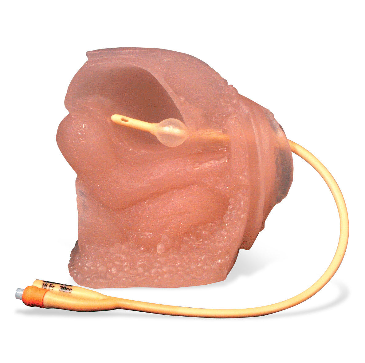 Female Catheter Training Model With Bladder