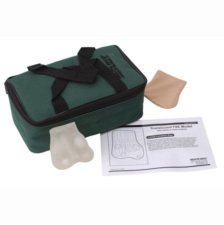 Translucent TSE Model (2 lumps in 1 testicle)