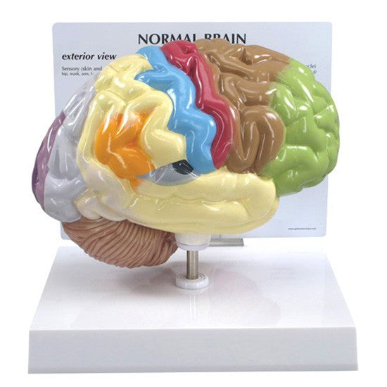 Half Brain Model