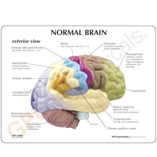 Half Brain Model