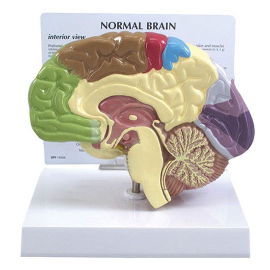 Half Brain Model