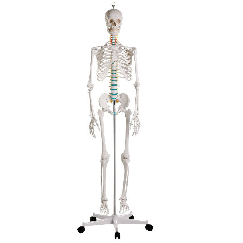 Oscar Life-size Skeleton Model
