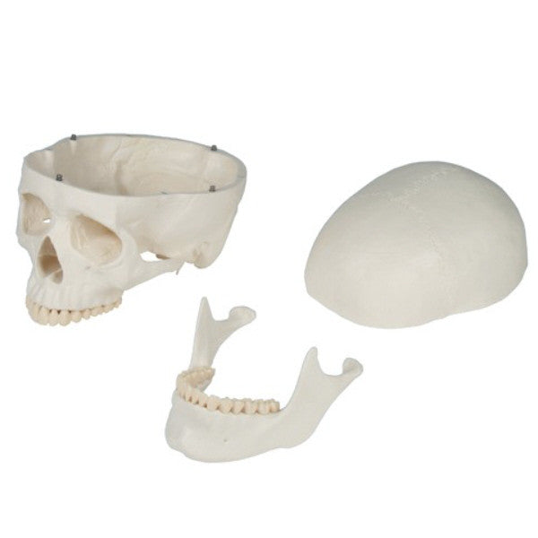 Oscar Life-size Skeleton Model