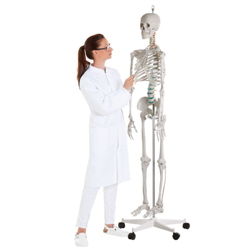 Oscar Life-size Skeleton Model
