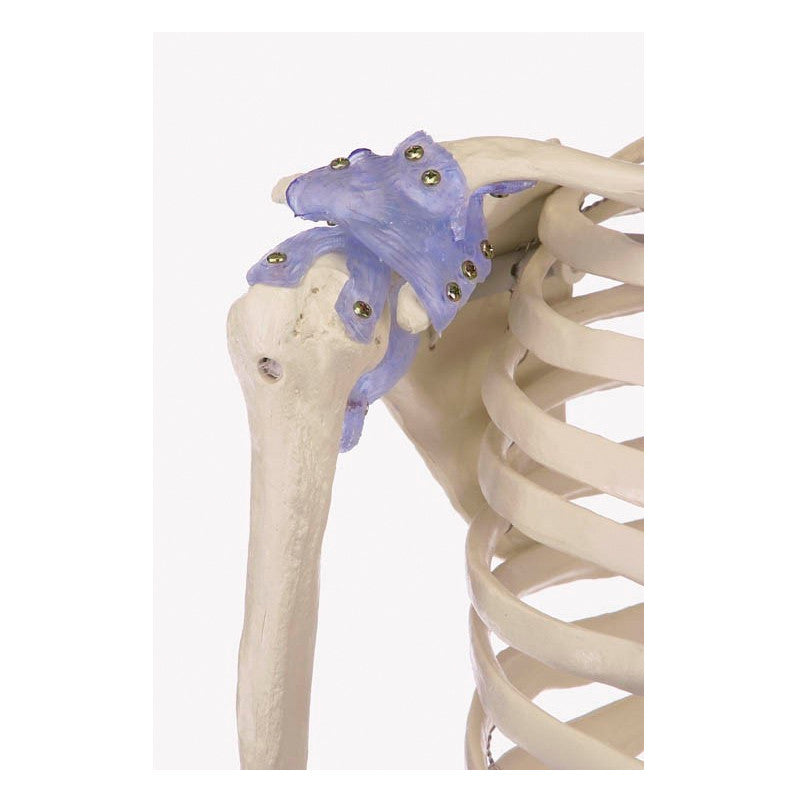 Otto Skeleton Model With Ligaments