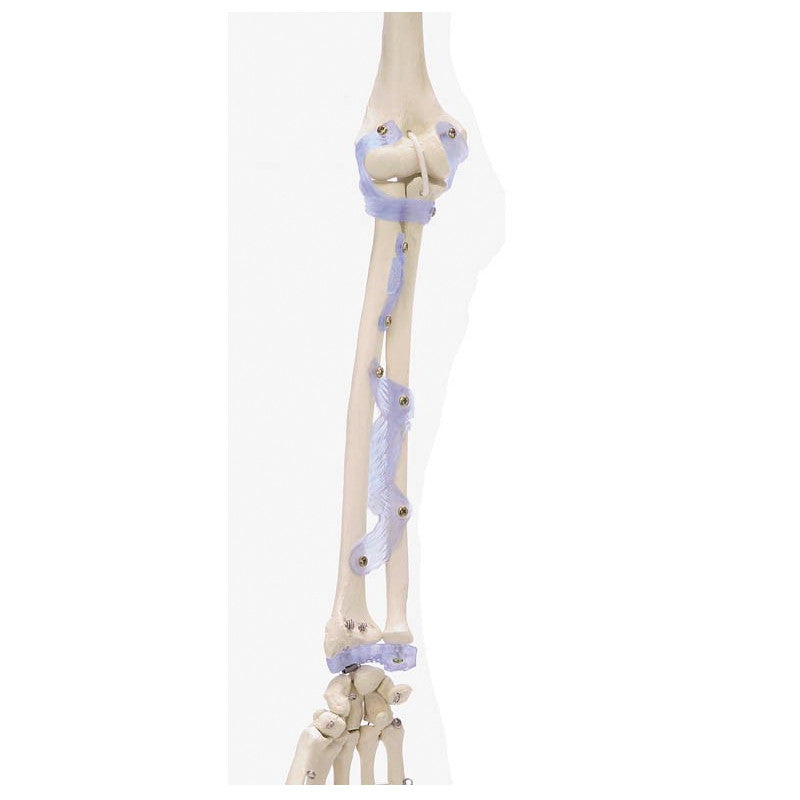 Otto Skeleton Model With Ligaments